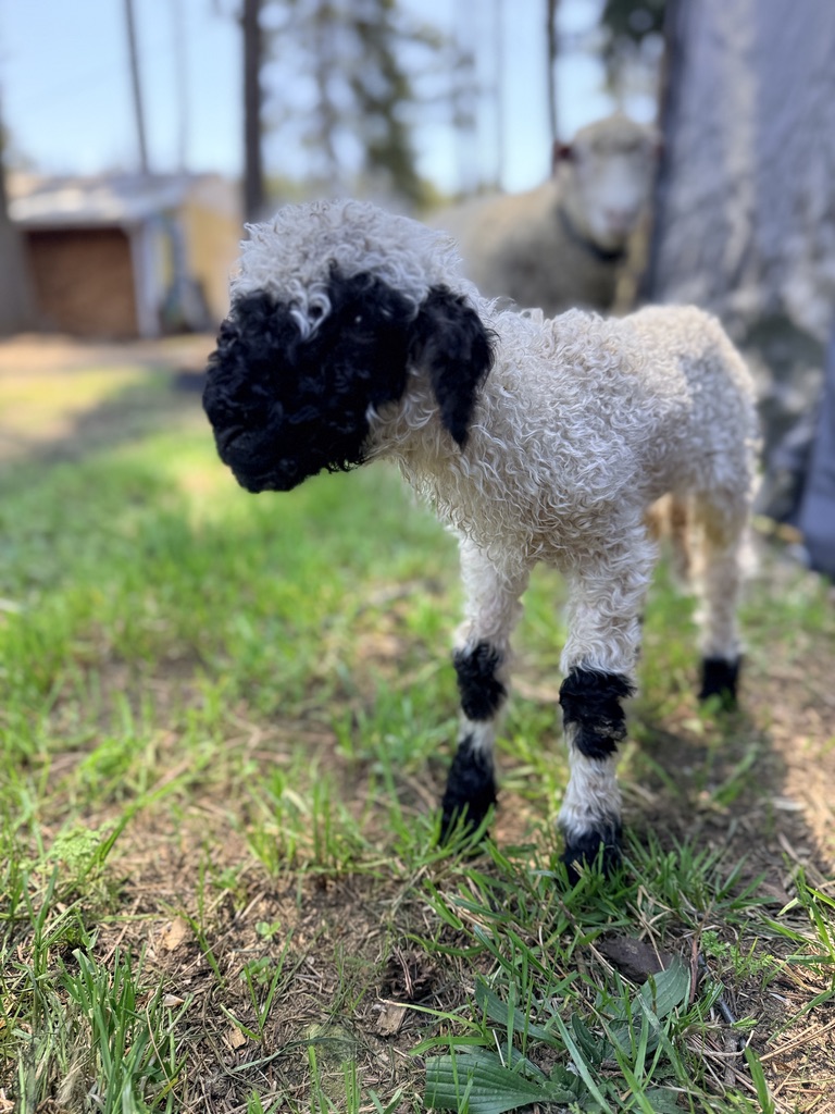 Valais Blacknose sheep for sale at Cloud Cap Valais in Oregon