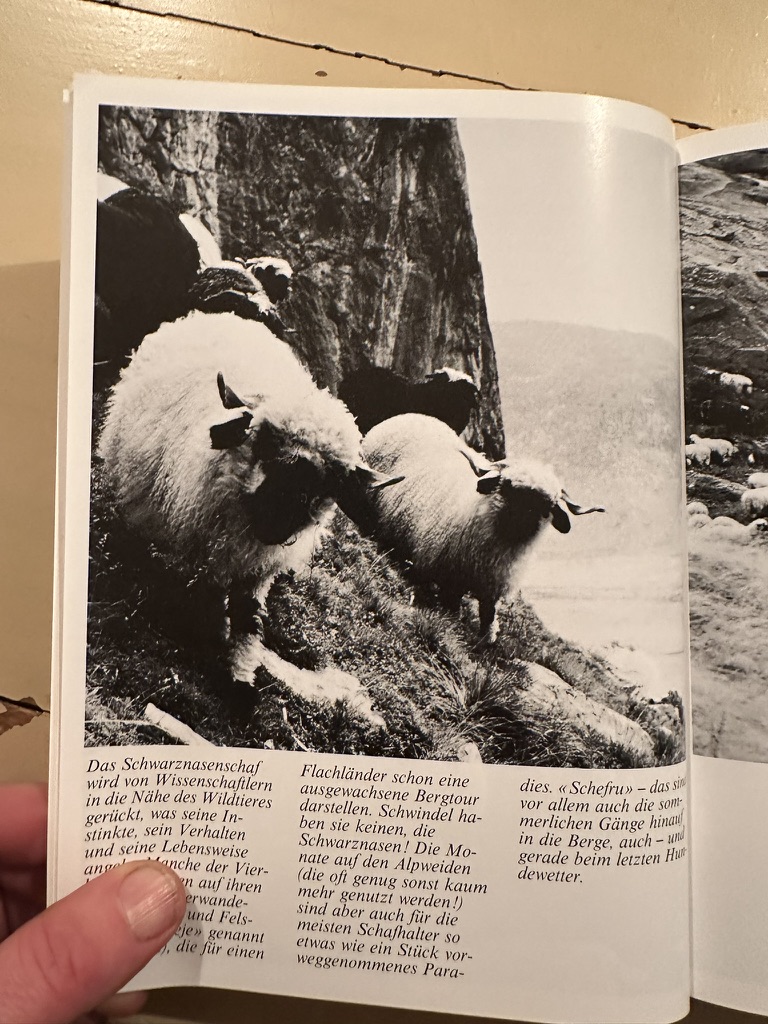 Sure-footed on the cliffs — the breed's legendary agility on steep terrain.