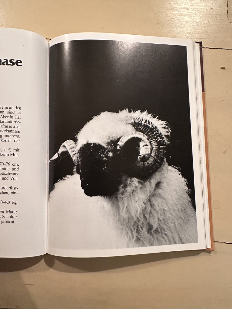 A dramatic archival portrait of a Valais Blacknose ram showing the roman nose and spiraled horns