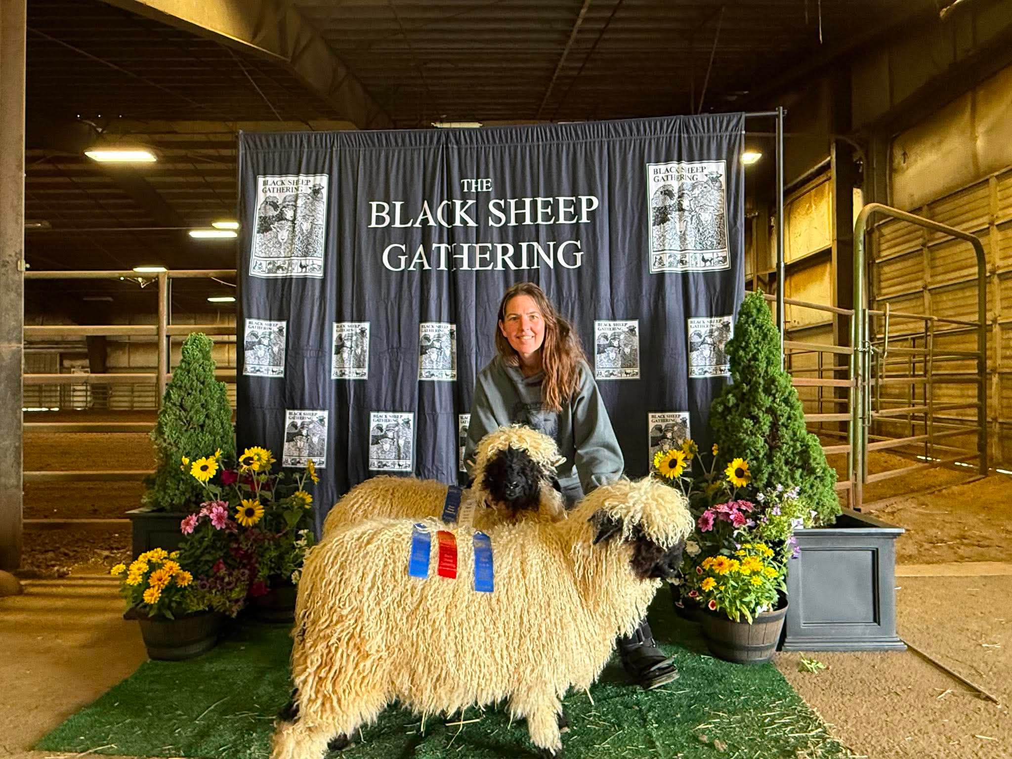 A pair of Cloud Cap Valais Blacknose lambs wearing blue and red placing ribbons with their handler kneeling behind them before the full Black Sheep Gathering backdrop and green show mat