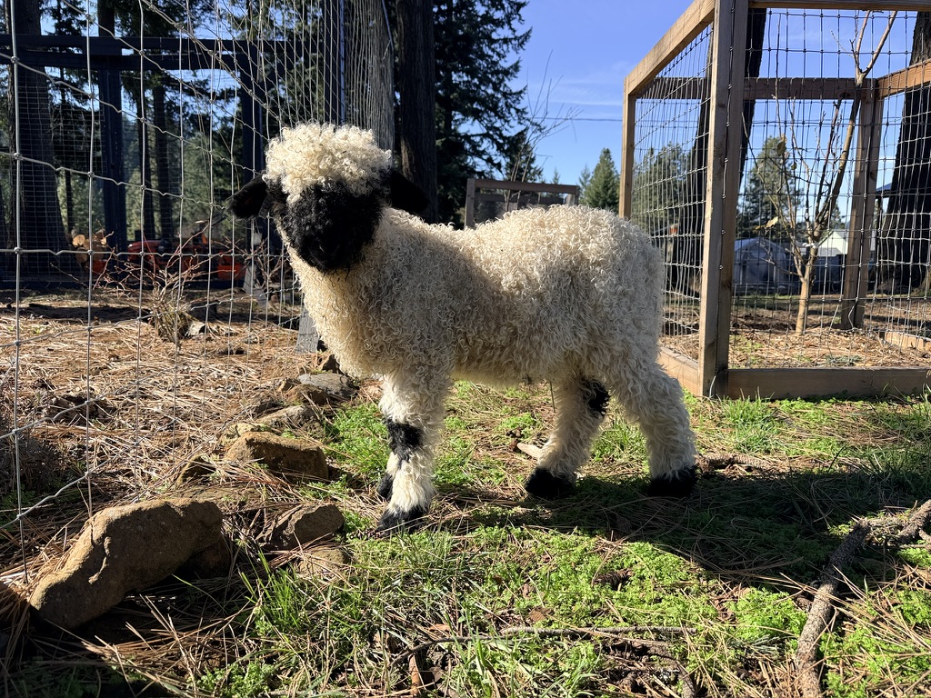 Valais Blacknose breeding-up lamb at Cloud Cap Valais