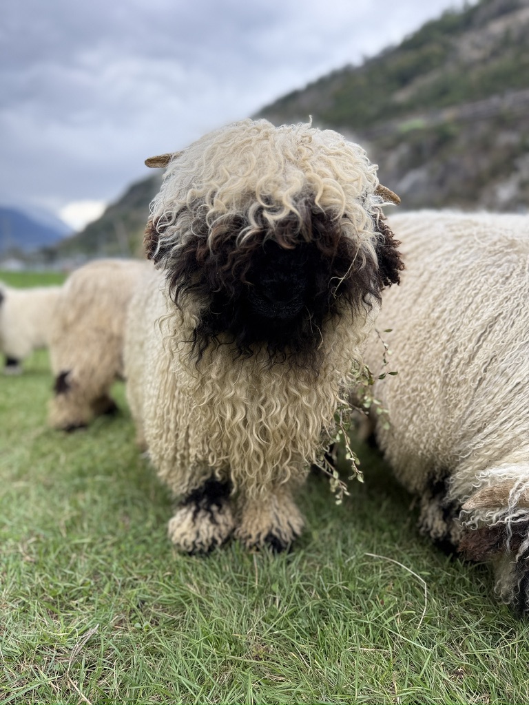 Valais Blacknose lamb available by reservation in Oregon