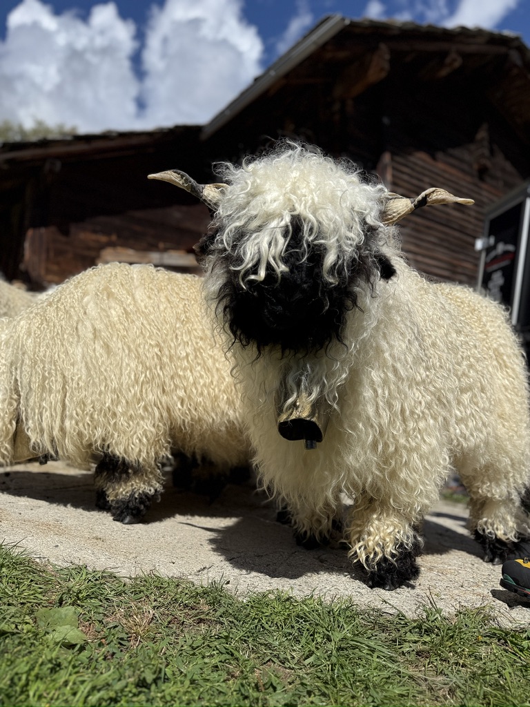 Breeding-quality Valais Blacknose ram — the top of the price range