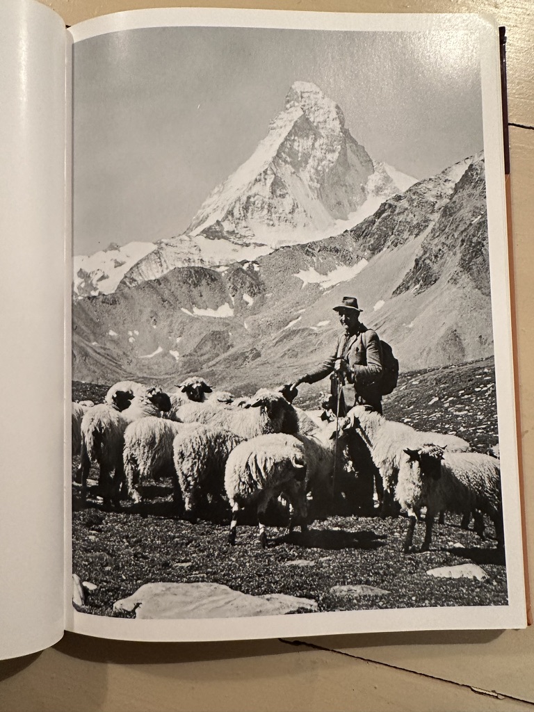 A vintage photograph of a shepherd and his Valais Blacknose flock below the Matterhorn