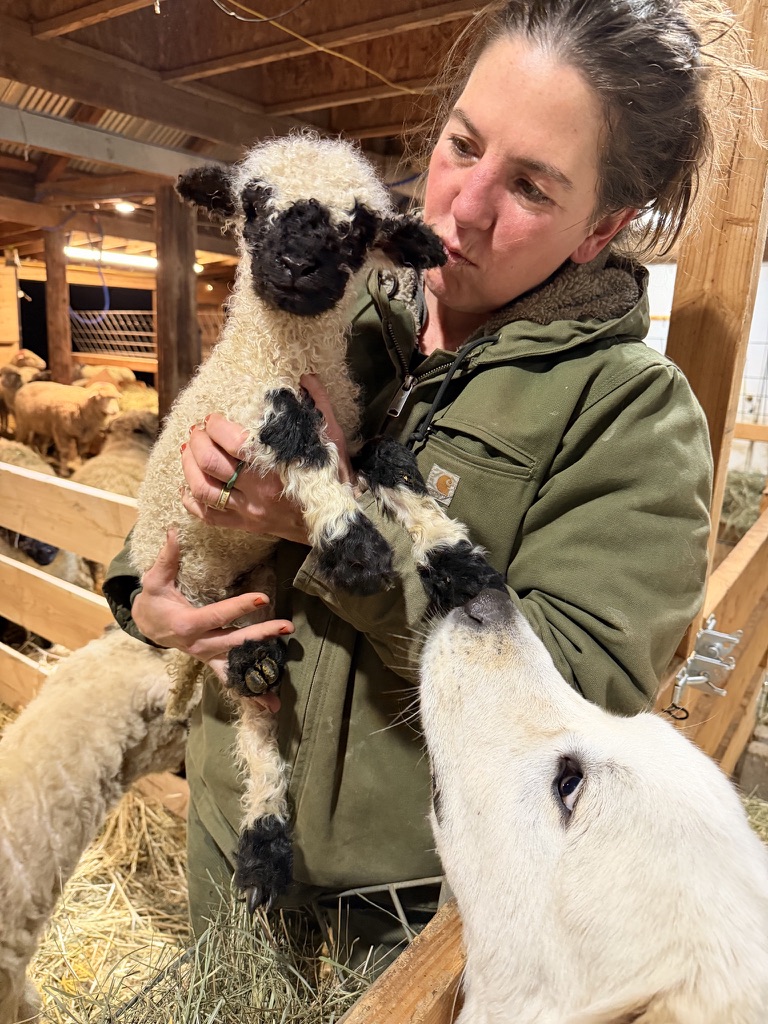 Hand-raised Valais Blacknose lamb being held at the farm