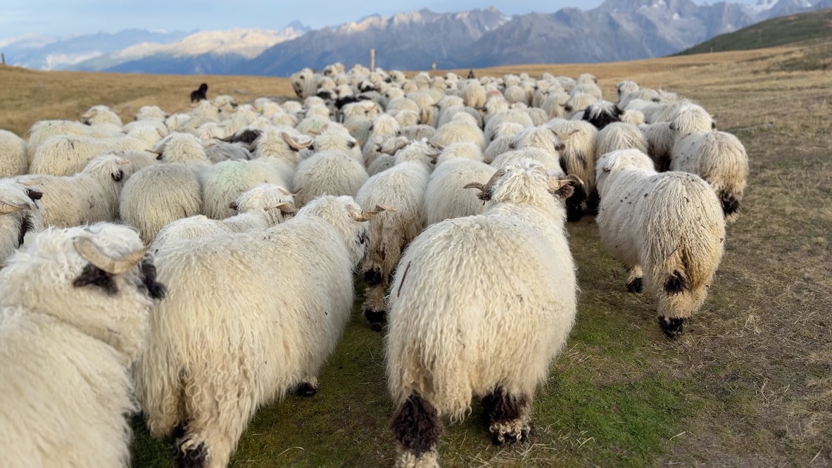 A large flock of Valais Blacknose descending an alpine meadow with the Swiss Alps in the background