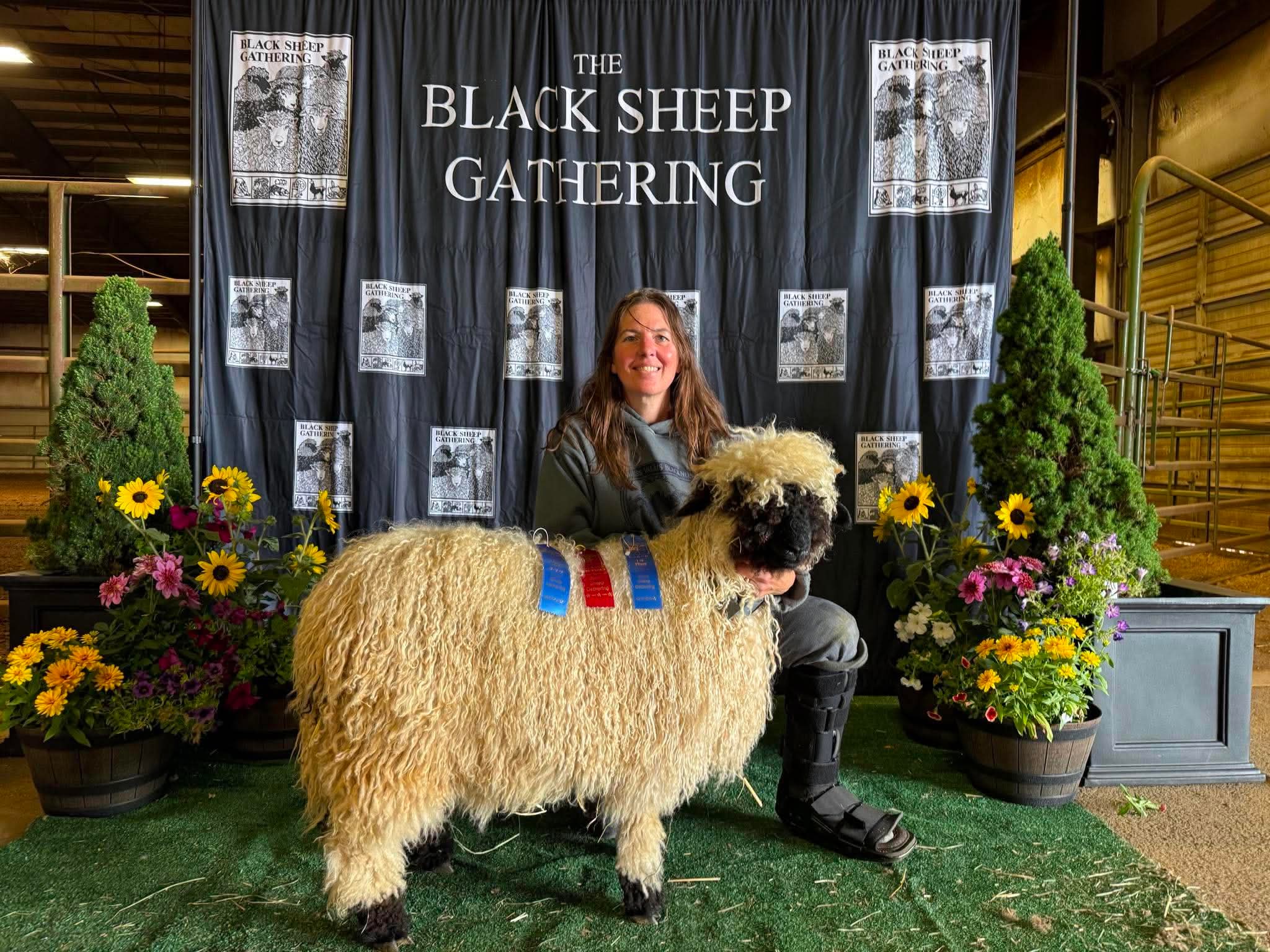A Cloud Cap Valais Blacknose lamb with blue and red ribbons posed before The Black Sheep Gathering banner