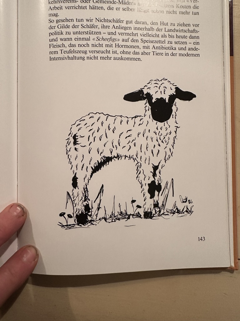 A Schwarznasenschaf lamb, sketched from life — an enduring symbol of the Valais.